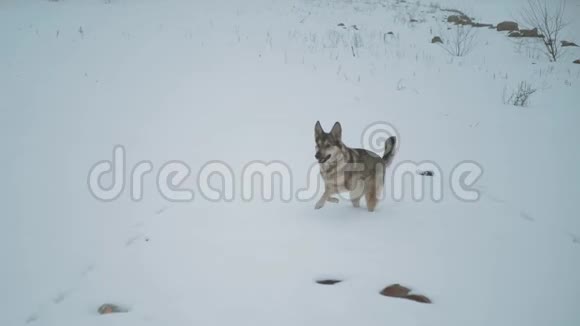 冬天的雪假混种狗在冰冻的河边玩耍雾蒙蒙的多云天气在河边的森林里慢动作视频的预览图