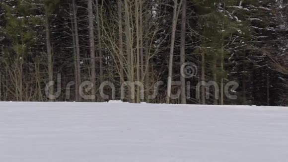 冬天的森林全景无人机视频视频的预览图