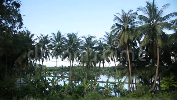 菲律宾椰子棕榈树种植视频的预览图