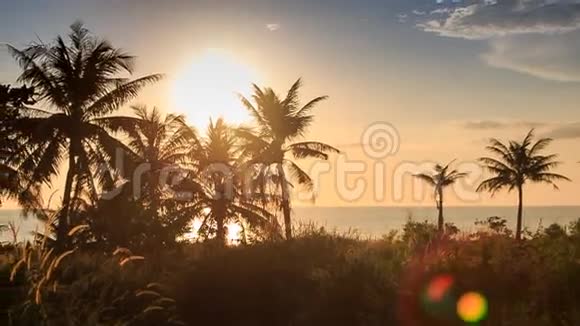 阳光下海滩上的高草棕榈剪影视频的预览图