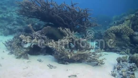红海礁沙底的角珊瑚视频的预览图