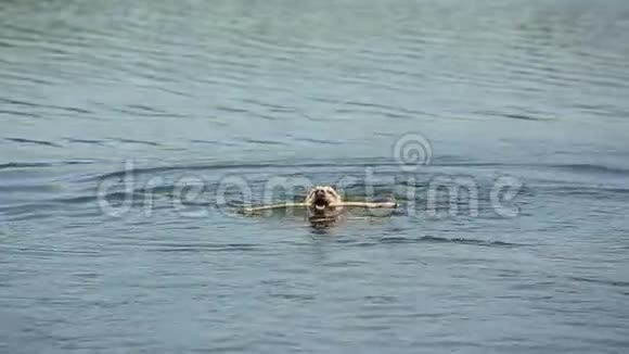 拉布拉多猎犬在湖里游泳视频的预览图