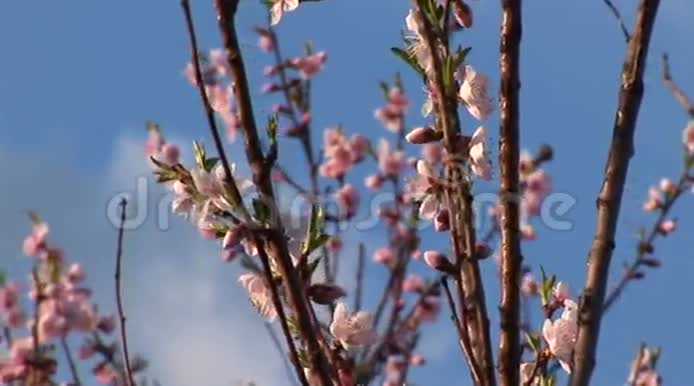 樱花树前景视频的预览图