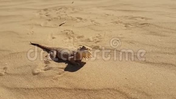 在沙子上发现了蟾蜍头的阿加玛视频的预览图
