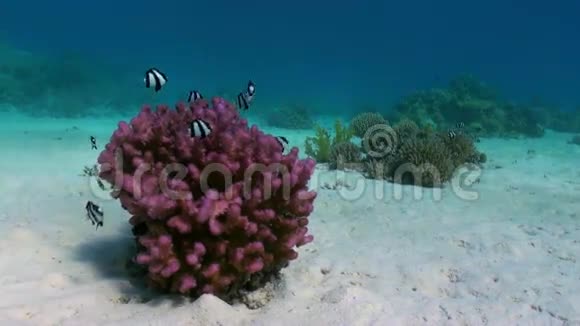 红海礁沙底的角珊瑚视频的预览图
