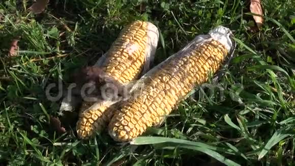 农场玉米芯上的银行田鼠Clethrionomys眩光视频的预览图
