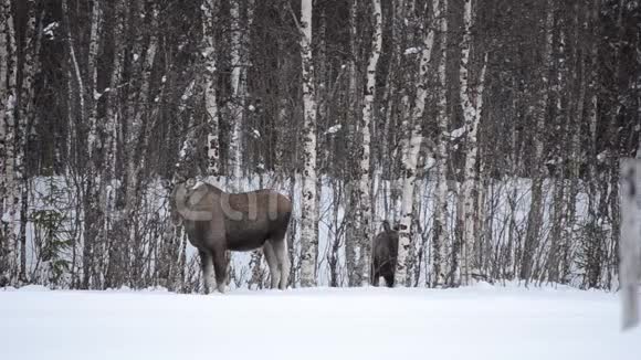麋鹿妈妈和小牛在冬天从桦树中觅食视频的预览图