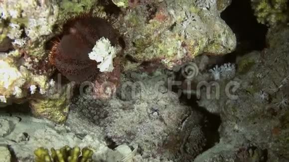 天蝎座在礁上打猎的夜晚视频的预览图