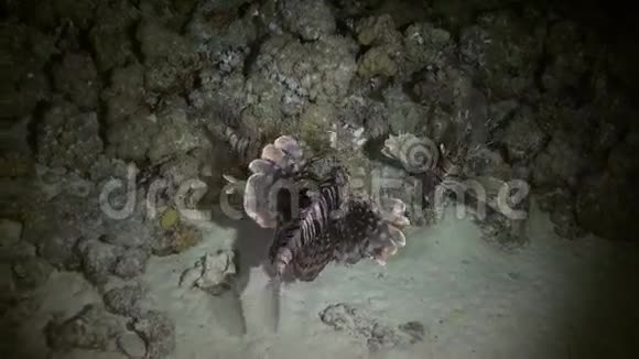 天蝎座在礁上打猎的夜晚视频的预览图