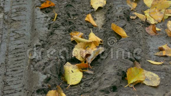 秋天的泥土里有黄叶视频的预览图