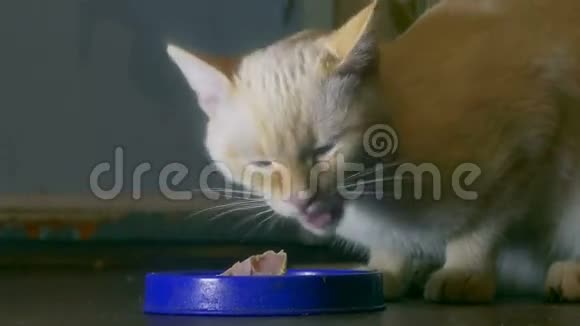 白猫吃脏碗晚房视频的预览图