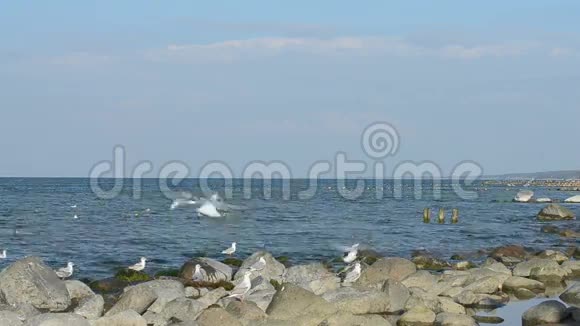 在波罗的海海岸上空盘旋的海鸥群视频的预览图
