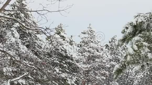 在寒冷的冬季景观中高大的云杉树覆盖着雪有杉树的圣诞背景视频的预览图