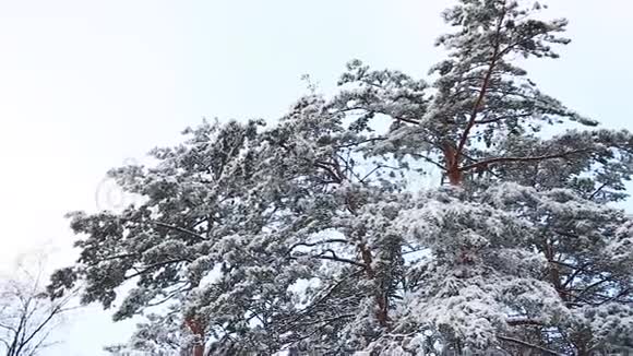 在寒冷的冬季景观中高大的云杉树覆盖着雪有杉树的圣诞背景视频的预览图