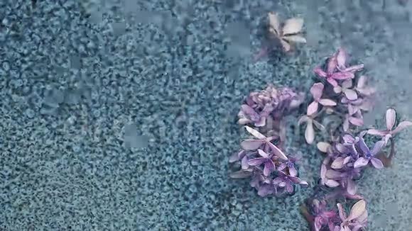 水落在绣球花上视频的预览图