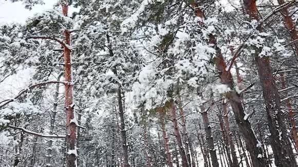 在寒冷的冬季景观中高大的云杉树覆盖着雪有杉树的圣诞背景视频的预览图