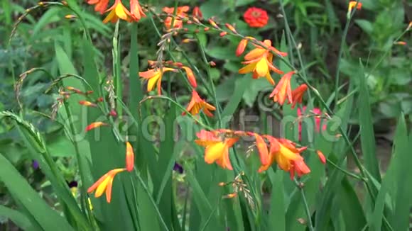 风中的花朵五彩缤纷的自然背景视频的预览图