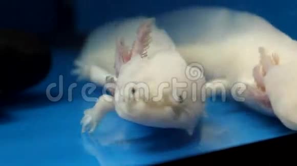 白色Axolotl墨西哥Ambystoma视频的预览图