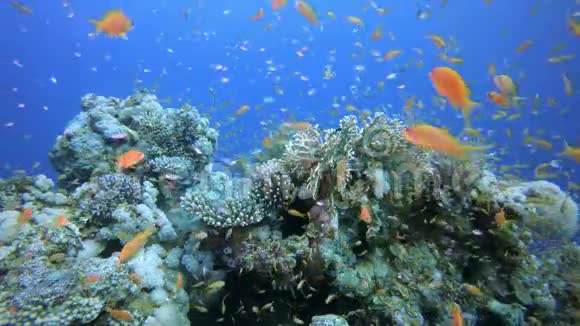 珊瑚和五颜六色的鱼视频的预览图