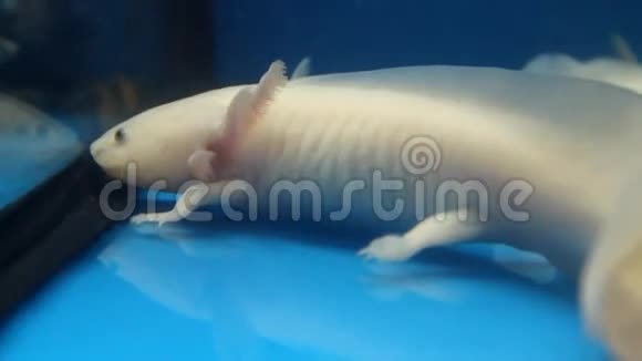 白色Axolotl墨西哥Ambystoma视频的预览图