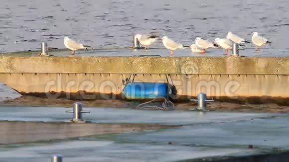 港湾里的海鸥海鸥傍晚的太阳视频的预览图