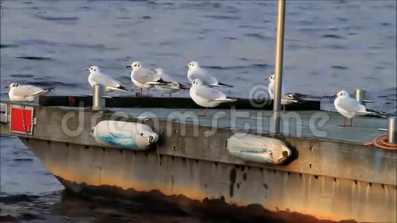 港湾里的海鸥海鸥傍晚的太阳视频的预览图