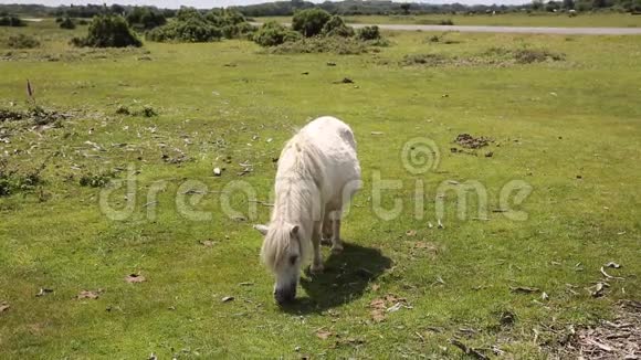 小白马在新森林汉普郡吃草视频的预览图