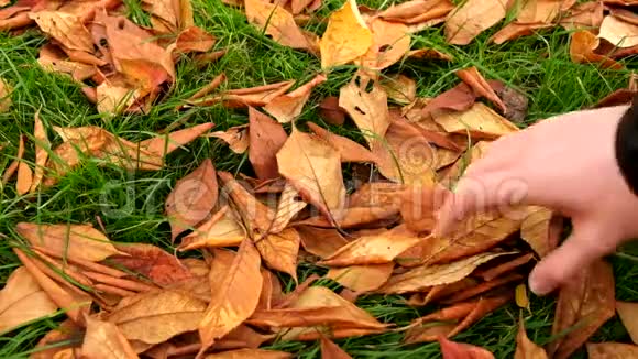 人的手从地上捡起秋天的五颜六色的叶子并展示它们野生樱桃干叶视频的预览图