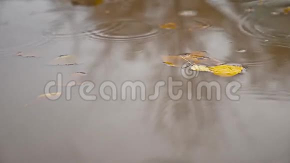 秋天的雨在水坑里自然飘着黄叶树视频的预览图