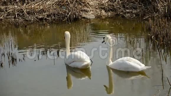 两只天鹅在池塘里游泳视频的预览图