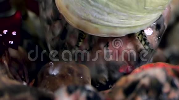 海洋蜗牛靠近海底白海视频的预览图