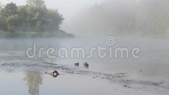鸭游雾蒙蒙的河水清晨的阳光视频的预览图