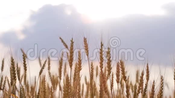 田间熟透的麦穗视频的预览图