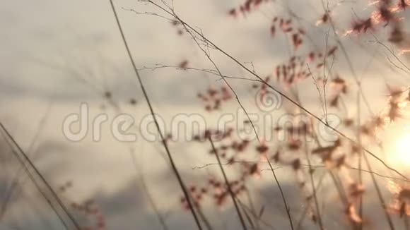 剪影草花落日背景视频的预览图