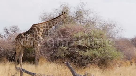 长颈鹿在树上放牧纳米比亚非洲野生动物视频的预览图