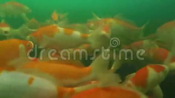 锦鲤池塘水下视频视频的预览图