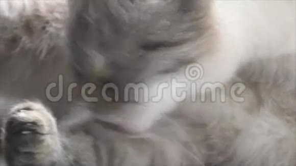 泰国猫洗澡视频的预览图