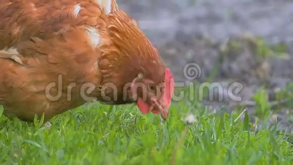 草地上的小鸡慢动作视频视频的预览图