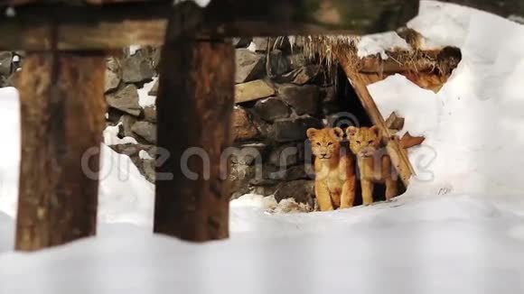 动物园洞穴附近的两只非洲狮子幼崽视频的预览图