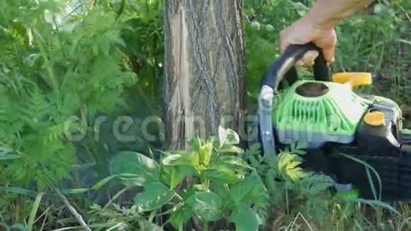 伐木工人的手在绿油油的树林里砍倒一棵活树干视频的预览图