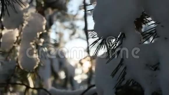 白雪覆盖的树枝阳光视频的预览图