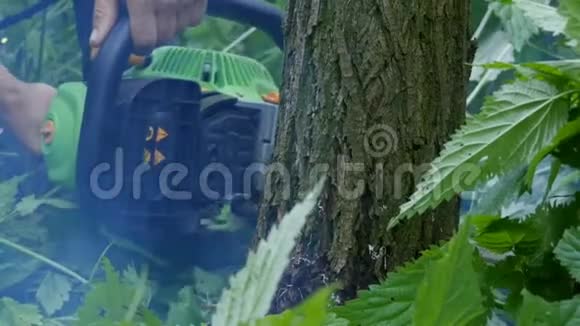 伐木工人的手在绿油油的树林里砍倒一棵活树干视频的预览图