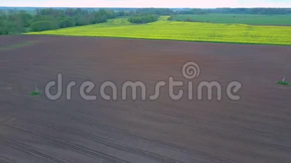 飞越田野与开花的油菜花和林登在米德莱空中电子摄影视频的预览图