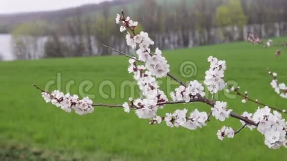 樱花在绿色的田野前视频的预览图
