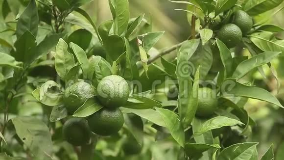 一棵树上的绿色曼达林未成熟的橘子黑山曼达里视频的预览图