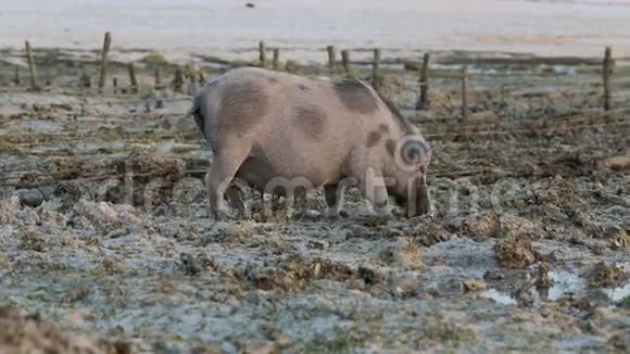 海草农场低潮时在沙滩上生根的猪视频的预览图
