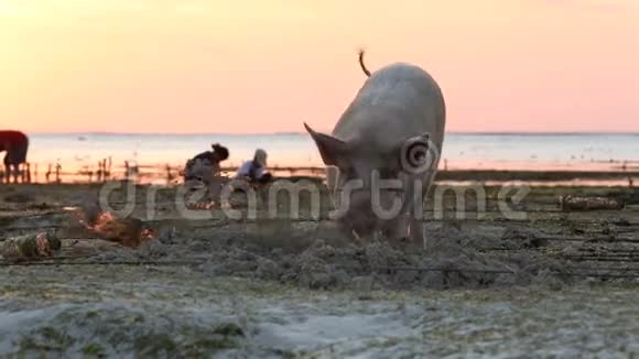 海草农场低潮时在沙滩上生根的猪视频的预览图