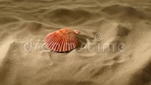 贝壳粉红色在沙子阴影旋转视频的预览图