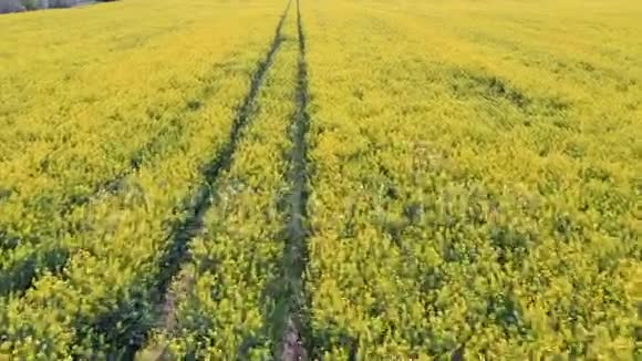 飞越田野与开花的油菜花空中电子摄影视频的预览图