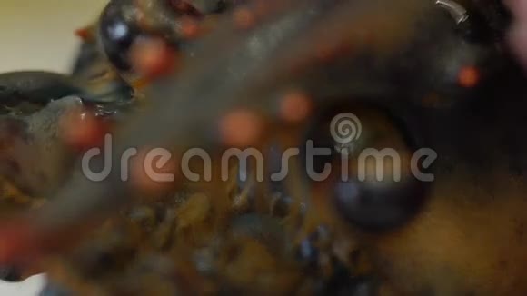 以生蟹和各种鱼类为背景的活龙虾在冰上视频的预览图